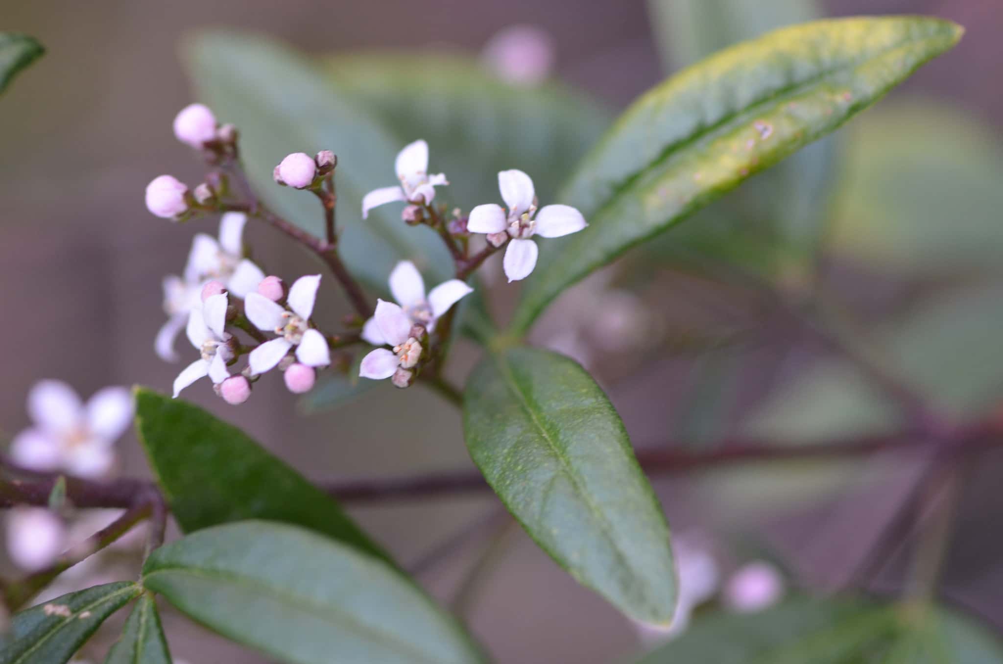 Zieria smithii