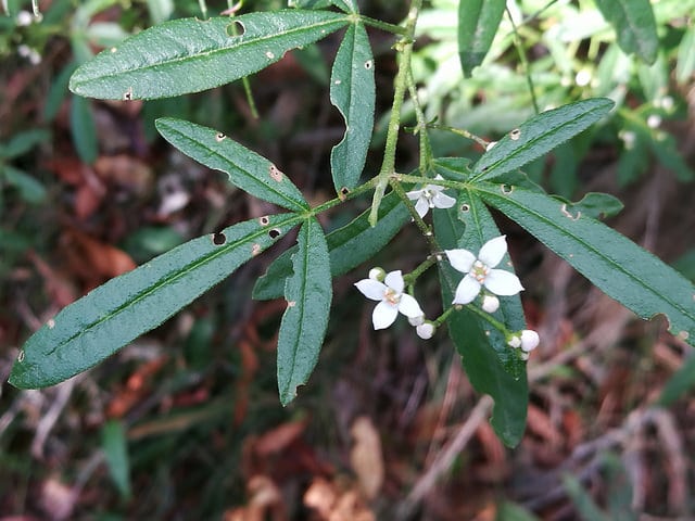 Zieria smithii