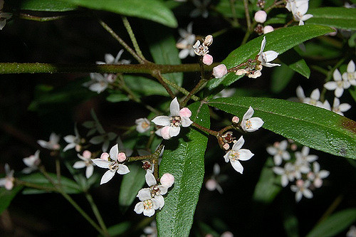 Zieria smithii