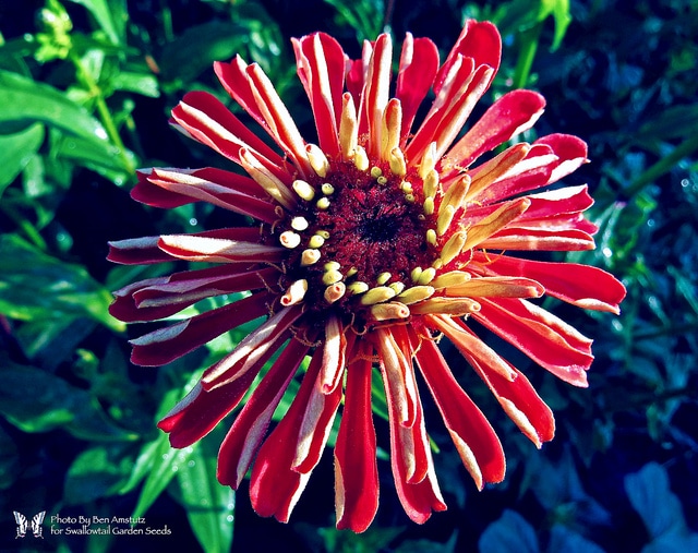 Zinnia (Zinnia elegans)