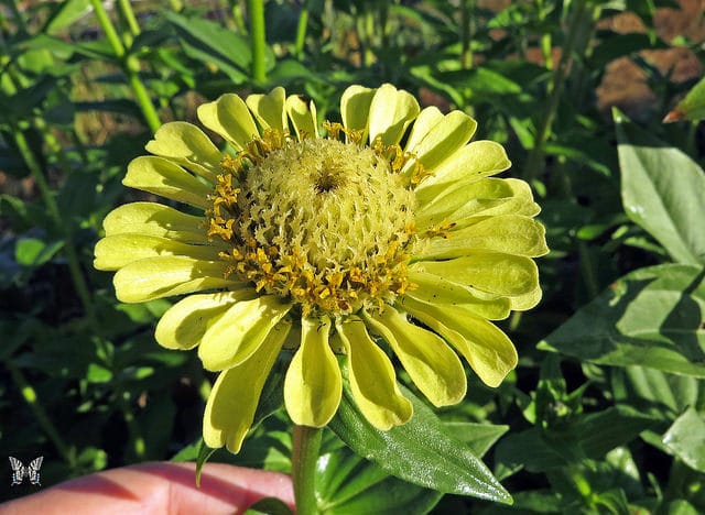 Zinnia