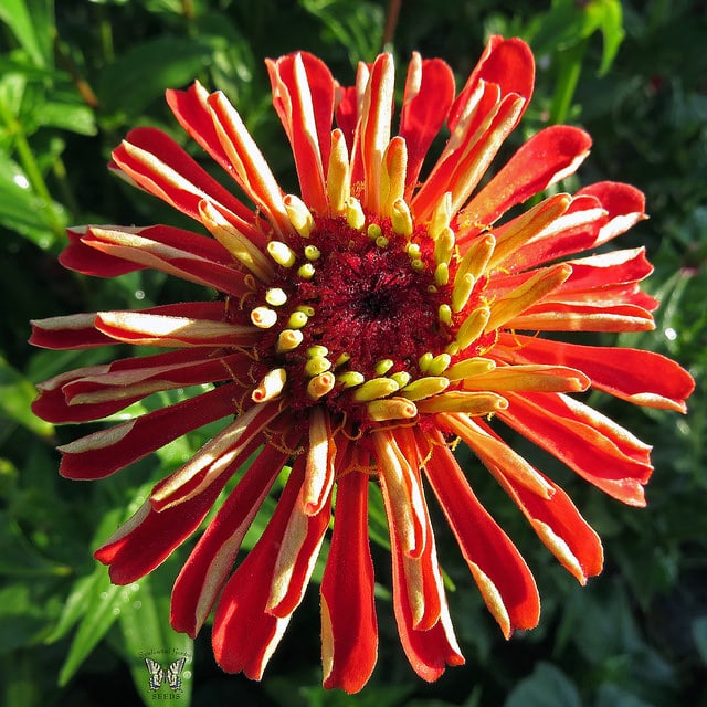Zinnia
