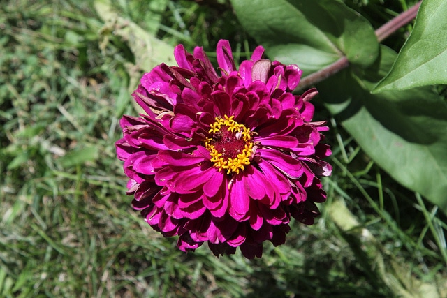 Zinnia