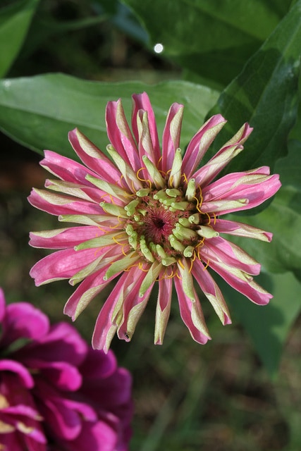 Zinnia