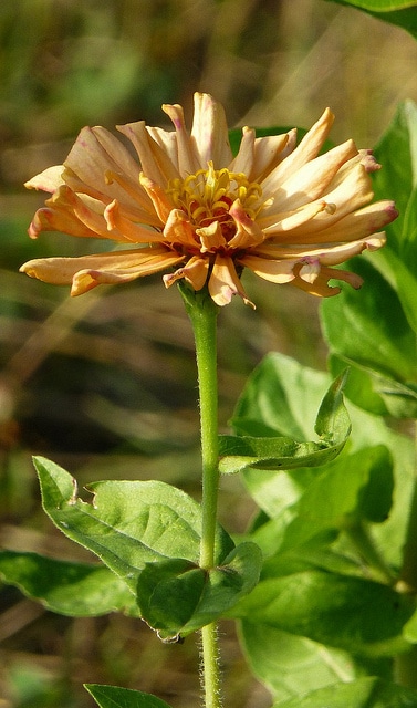 Zinnia