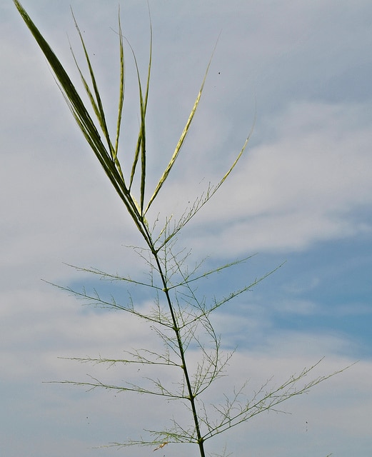 Riz sauvage