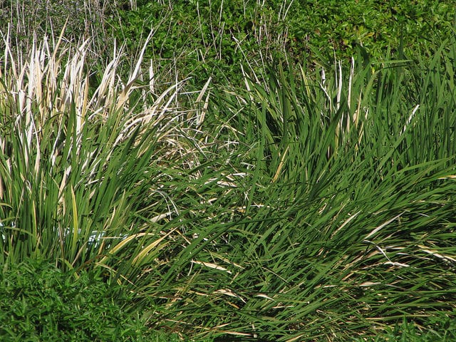 Riz sauvage de mandchourie