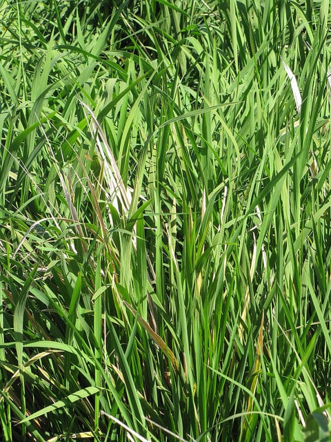 Riz sauvage de mandchourie