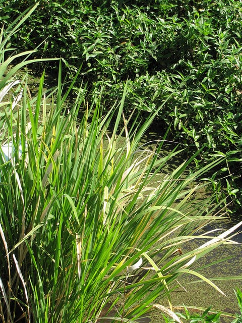 Riz sauvage de mandchourie
