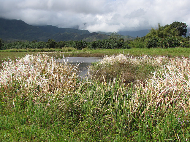 Riz sauvage de mandchourie (Zizania latifolia)
