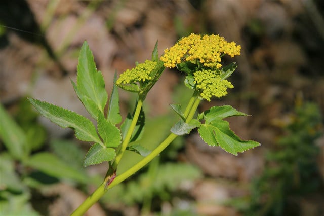 Zizia aptera