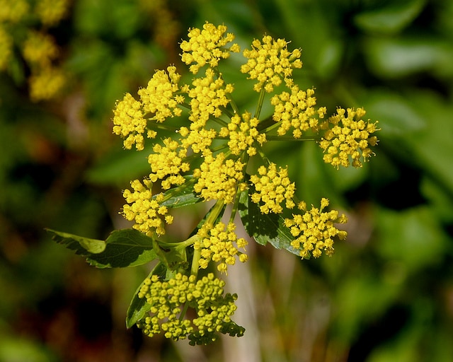 Zizia aptera