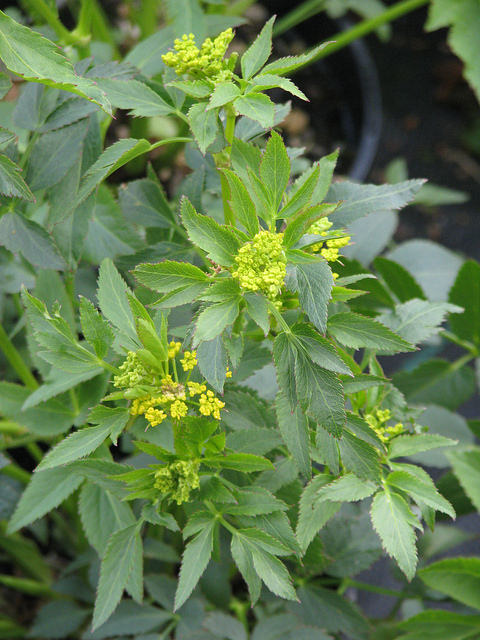 Zizia aurea
