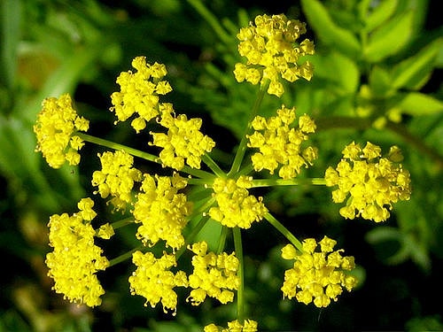 Zizia aurea