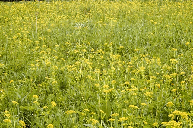 Zizia aurea