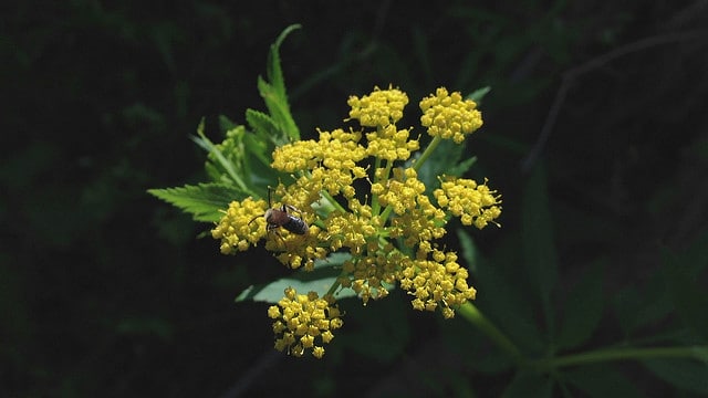 Zizia aurea (Zizia aurea)