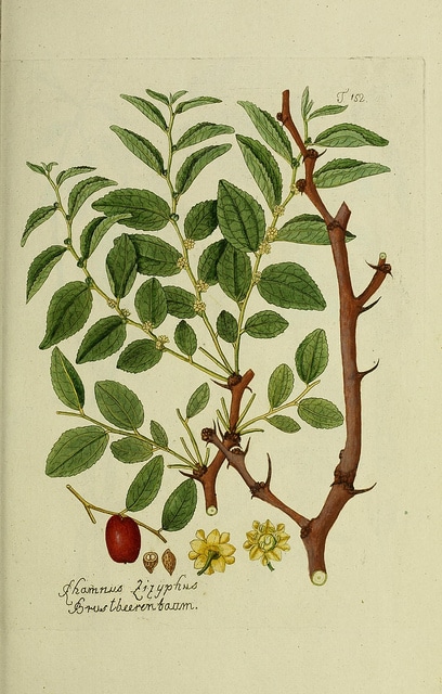 Jujubier