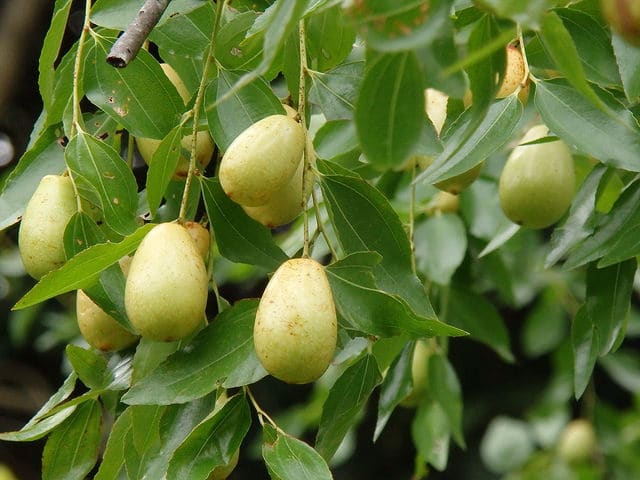 Jujubier