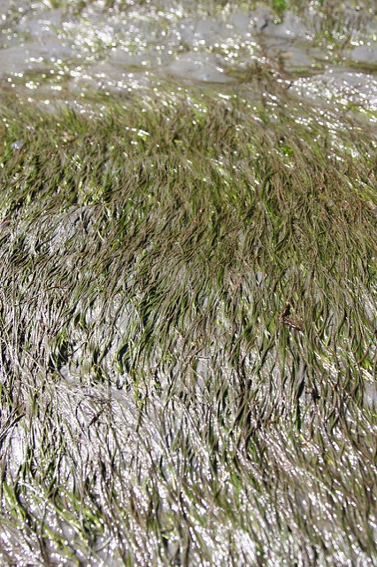 Varech des bords de mer