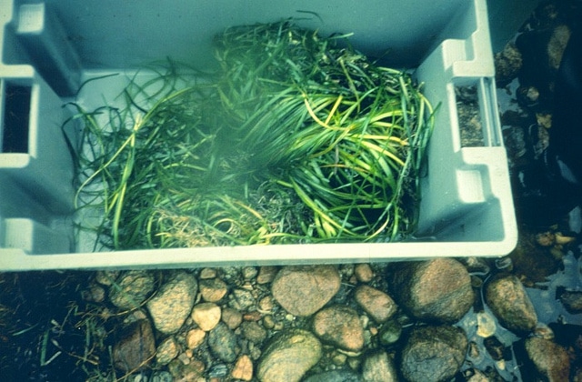 Varech des bords de mer