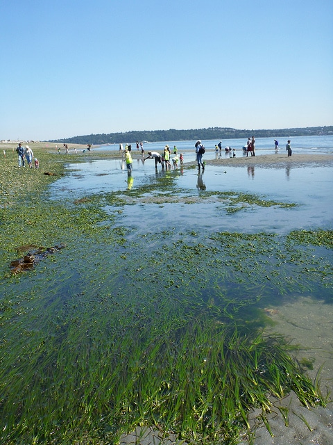 Varech des bords de mer