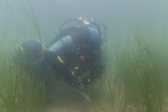 Varech des bords de mer