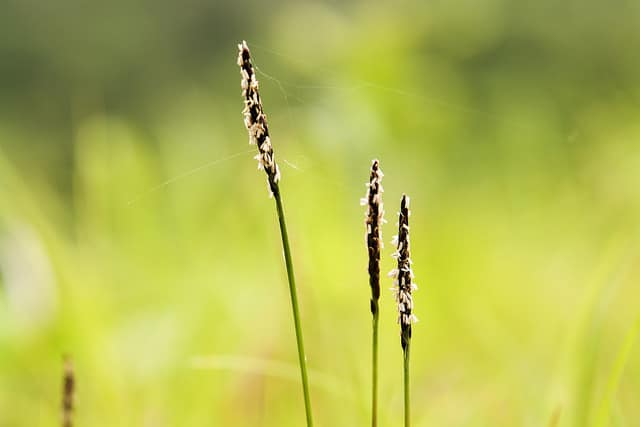 Zoysia japonica