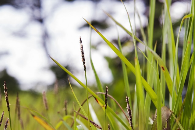 Zoysia japonica