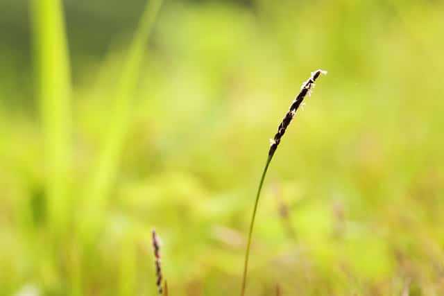 Zoysia japonica