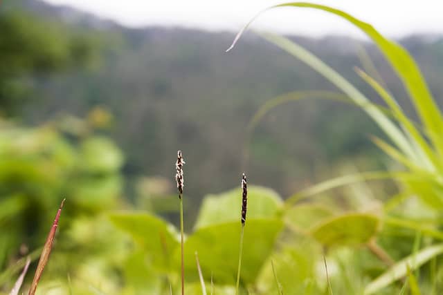 Zoysia japonica