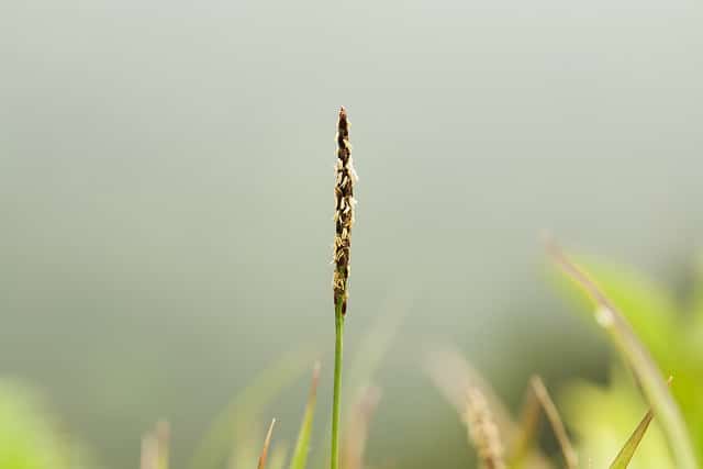 Zoysia japonica
