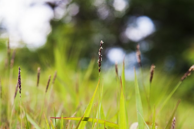 Zoysia japonica (Zoysia japonica)
