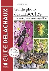 Guide photo des insectes : Adultes, larves ou chrysalides