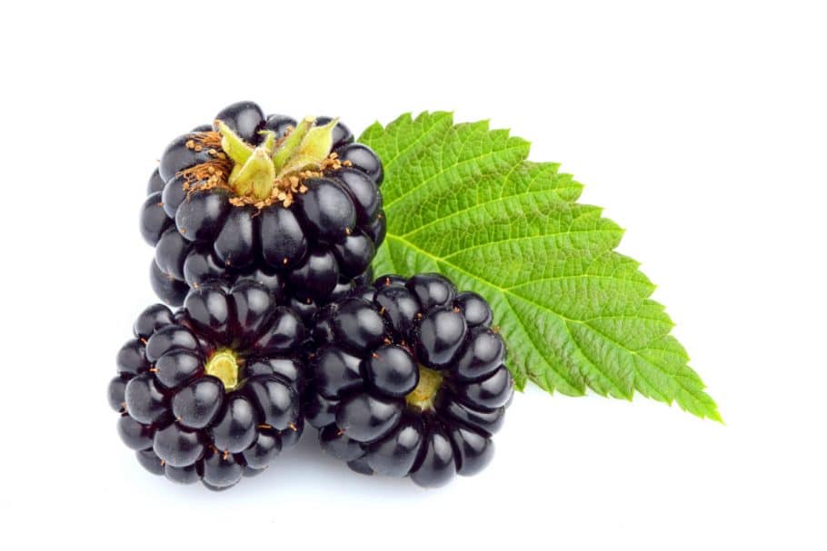 Ronce Commune Ronce commune (Rubus fruticosus) - Fiche botanique | Conservation Nature