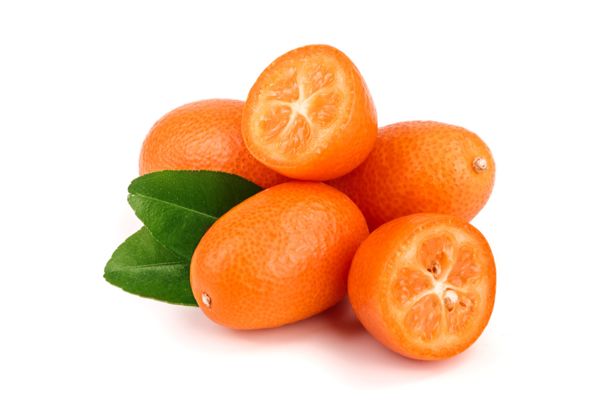 Kumquat - Conservation Nature